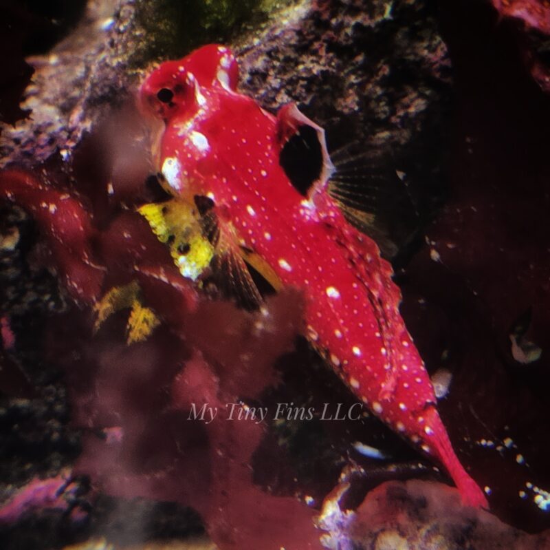 Ruby Red Dragonet