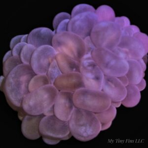 Pink Bubble Coral – WYSIWYG