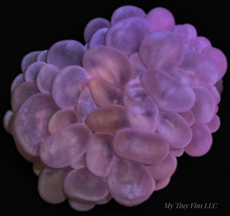 Pink Bubble Coral – WYSIWYG