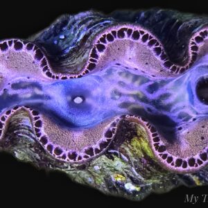 Premium Gold Maxima Clam (Tridacna maxima) – WYSIWYG