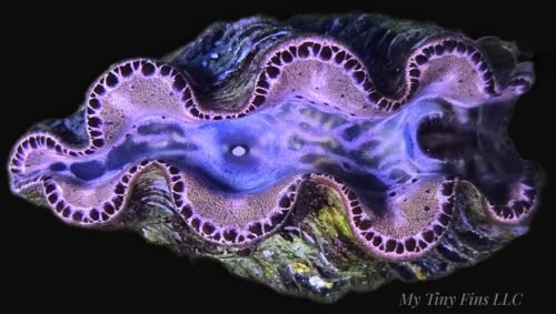 Premium Gold Maxima Clam (Tridacna maxima) – WYSIWYG