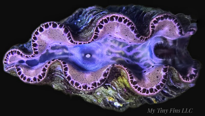 Premium Gold Maxima Clam (Tridacna maxima) – WYSIWYG