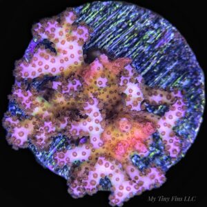 Fiji Pink Pocillopora – Vibrant, Textured SPS Coral Frag