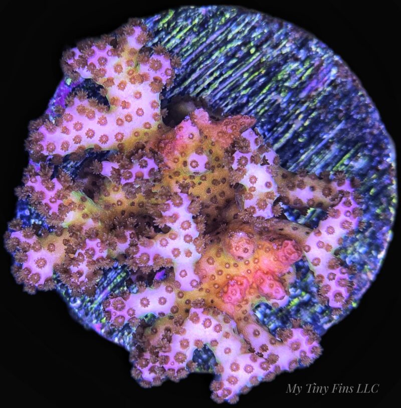 Fiji Pink Pocillopora – Vibrant, Textured SPS Coral Frag