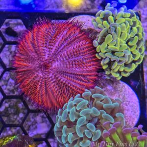 1000173847 Pink Tuxedo Urchin – Reef-Safe, Amazing Algae Eater