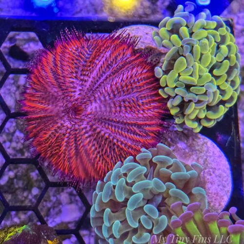 1000173847 Pink Tuxedo Urchin – Reef-Safe, Amazing Algae Eater