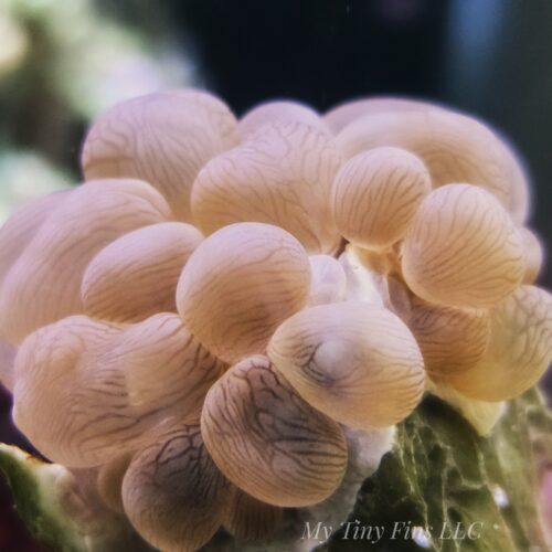 Pink Bubble Coral