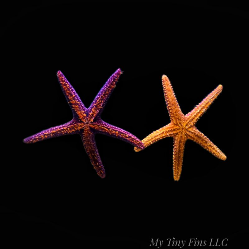 1000223211 Echinaster Sea Star – Bright, Reef-Safe Clean-Up Crew Member