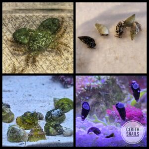 The Ultimate Clean-Up Crew Bundle 20-40 Gallones