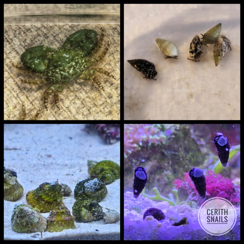 The Ultimate Clean-Up Crew Bundle 20-40 Gallones