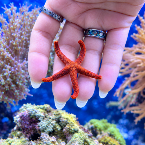 Indian Fromia Starfish