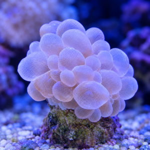 file_00000000c9c481f5ba28d475dd989efd Pink Bubble Coral - SM