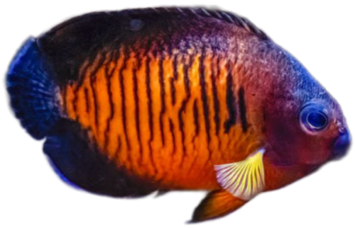 Coral Beauty Angelfish