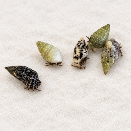 Dwarf Blue Leg Hermit Crabs 5-Pack – Essential Reef-Safe Clean-Up Crew