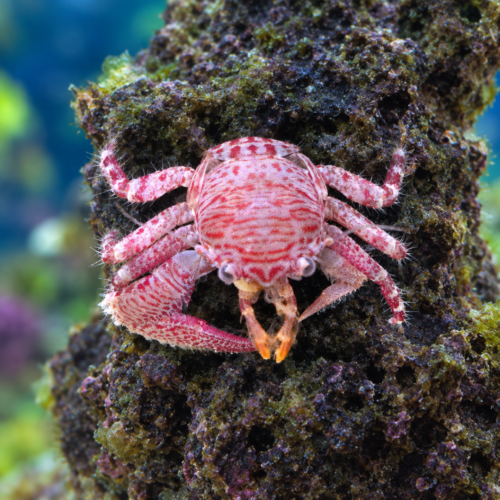 Porcelain Crab