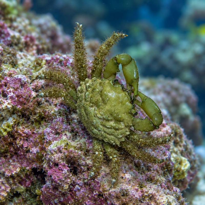 merlin_ai_2026-09-21T15_04_08.064861 Emerald Crab – Green Algae Powerhouse for Your Reef