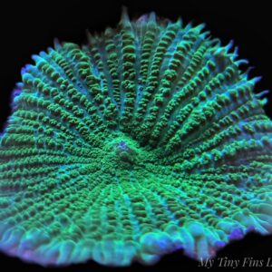 Neon Green Rhodactis Mushroom