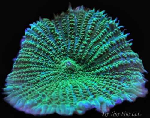 Neon Green Rhodactis Mushroom