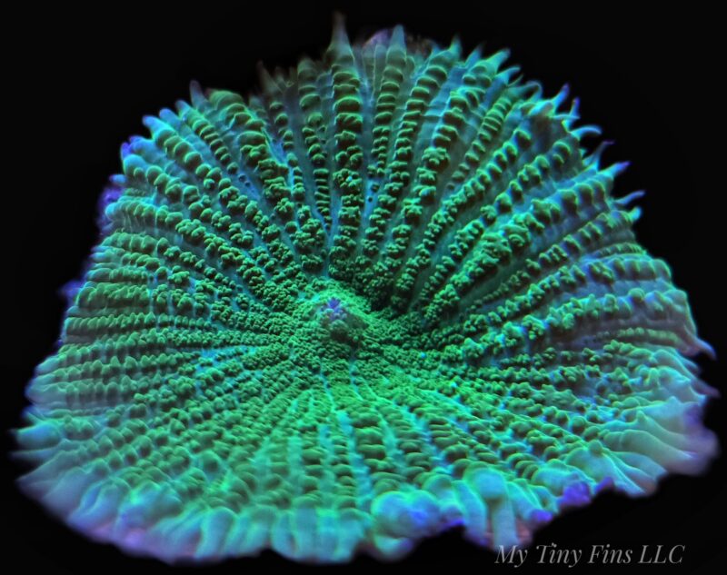 Neon Green Rhodactis Mushroom