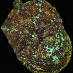 1000166142 Teal Spotted Discosoma Mushroom – WYSIWYG Soft Coral (1 Mushroom)