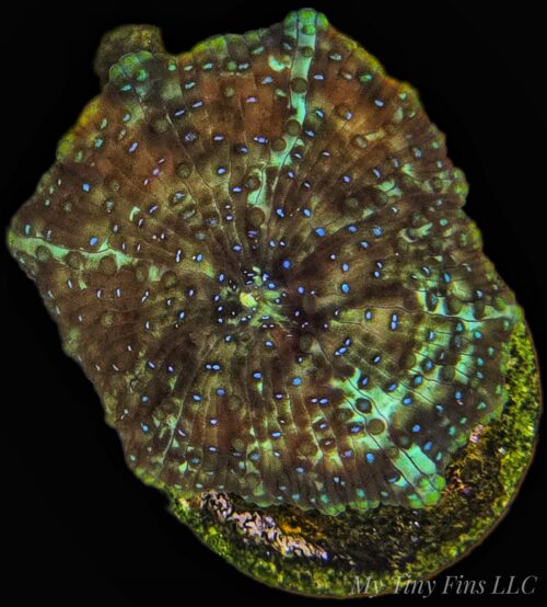 1000166142 Teal Spotted Discosoma Mushroom – WYSIWYG Soft Coral (1 Mushroom)