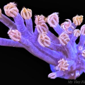 Starlight Cespitularia – Sparkling, Flowing Soft Coral Frag