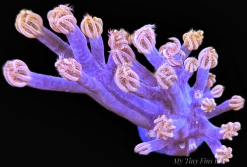 Starlight Cespitularia – Sparkling, Flowing Soft Coral Frag
