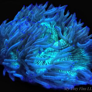 Elegance Flat Bottom Coral 2.5-3"