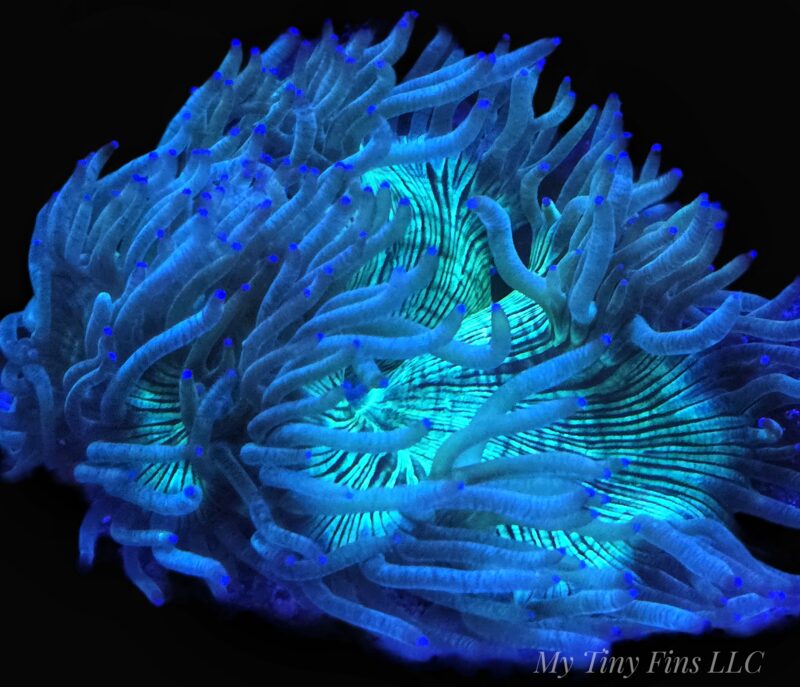 Elegance Flat Bottom Coral 2.5-3"