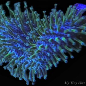 Green Leather Toadstool – Easy, Hardy Showpiece Soft Coral