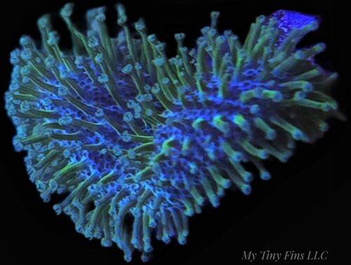 Green Leather Toadstool – Easy, Hardy Showpiece Soft Coral