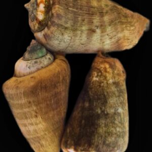 Large Tiger Conch - Sand Sifter