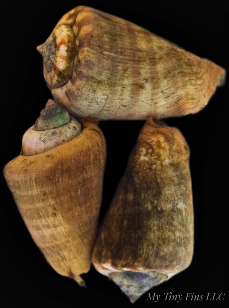 Large Tiger Conch - Sand Sifter