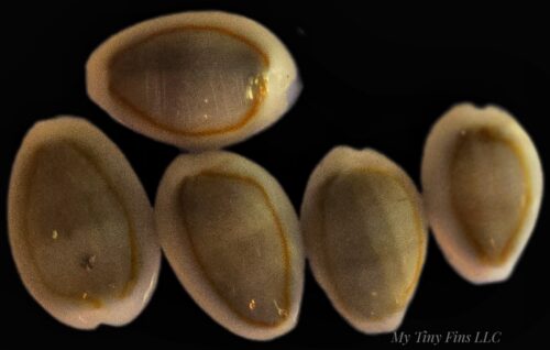 Money Cowrie - Alage Eaters