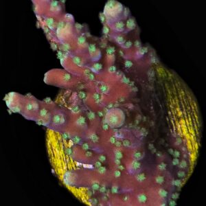 1000166850 Montipora Stellata SPS Coral Frag - WYSIWYG