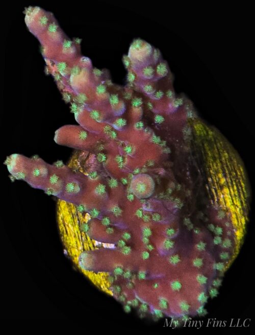 Montipora Stellata SPS Coral Frag - WYSIWYG