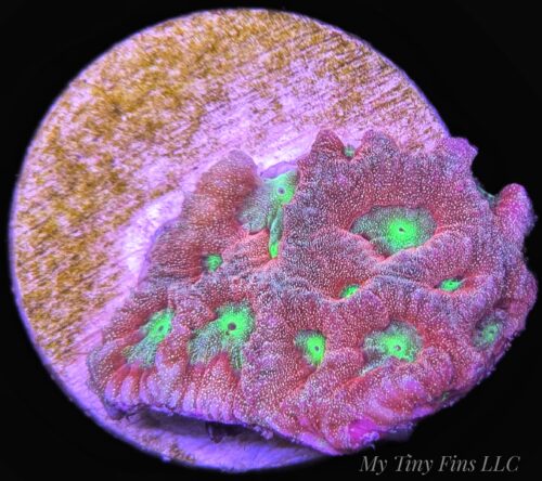 Metallic Favites - WYSIWYG