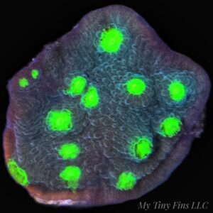 Hollywood Stunner Chalice -WYSIWYG