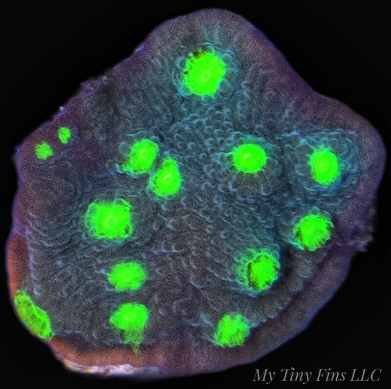 Hollywood Stunner Chalice -WYSIWYG