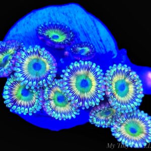 Ultra Zoanthids - WYSIWYG