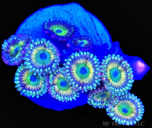 Ultra Zoanthids - WYSIWYG