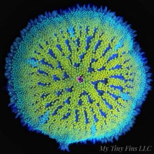 Ultra Mini Carpet Anemone – Compact, Color-Packed Centerpiece