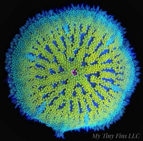 Ultra Mini Carpet Anemone – Compact, Color-Packed Centerpiece