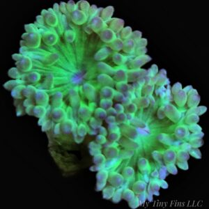 Duncan Coral – Easy, Beautiful LPS (2-3 Heads)