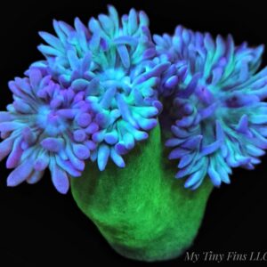 Duncan Coral – Easy, Beautiful LPS (2-3 Heads)