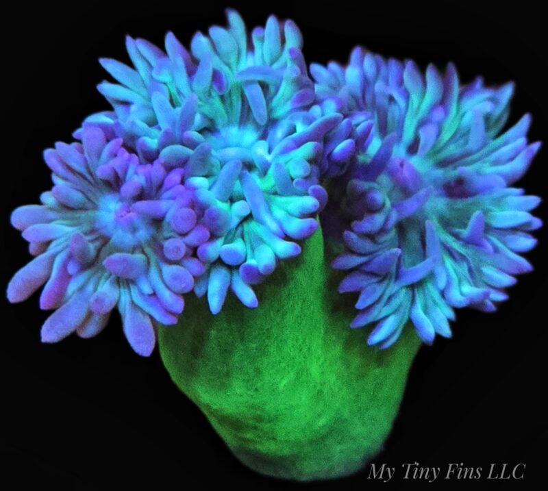 Duncan Coral – Easy, Beautiful LPS (2-3 Heads)