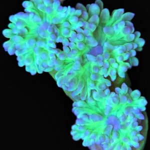 Duncan Coral – Easy, Beautiful LPS (2-3 Heads)