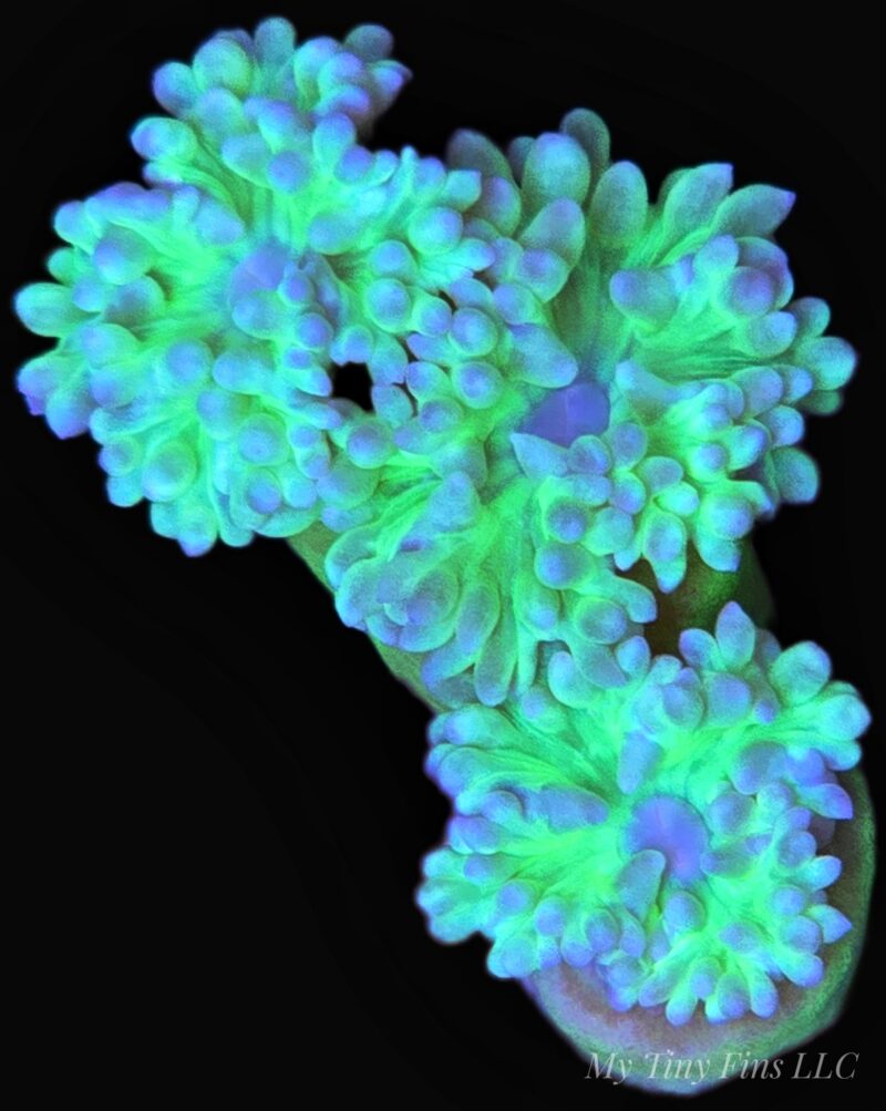 Duncan Coral – Easy, Beautiful LPS (2-3 Heads)