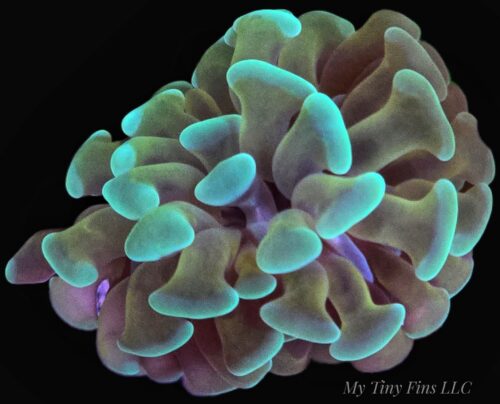 Green Branching Hammer – LPS Coral Frag