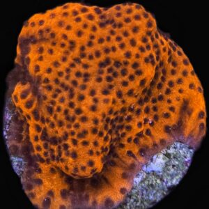 Ultra Orange Montipora (Plating Coral) - WYSIWYG
